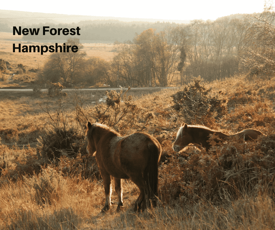 New Forest, Hampshire